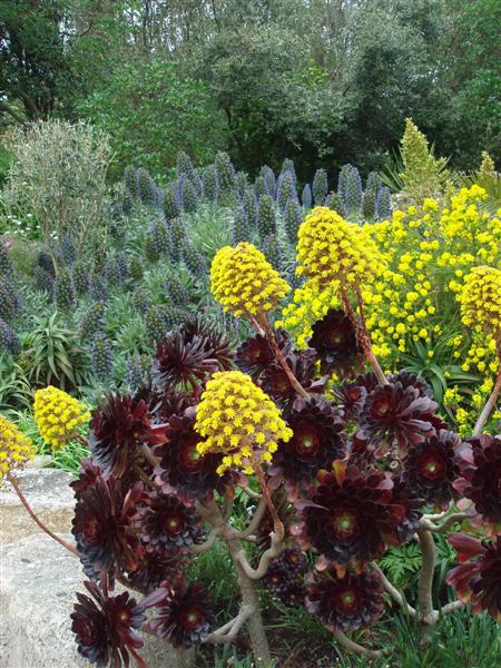 Tresco - Aeoniums in full bloom