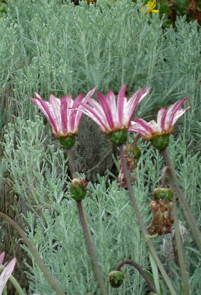 Tresco - pink stripey Arctosis