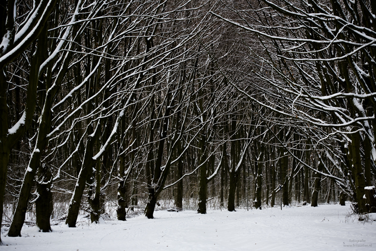 Winter, december 2009