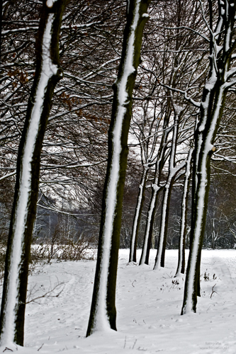 Winter #2, december 2009