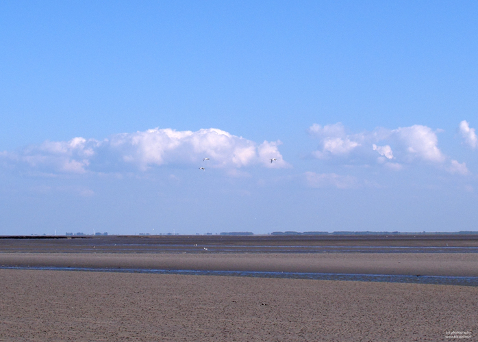Schiermonnikoog wad #3, Netherlands may 2011
