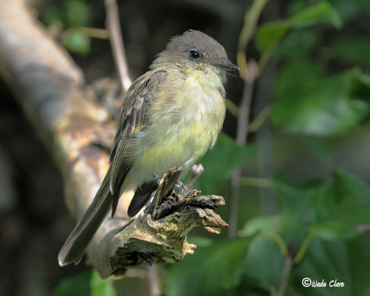 Eastern Phoebe