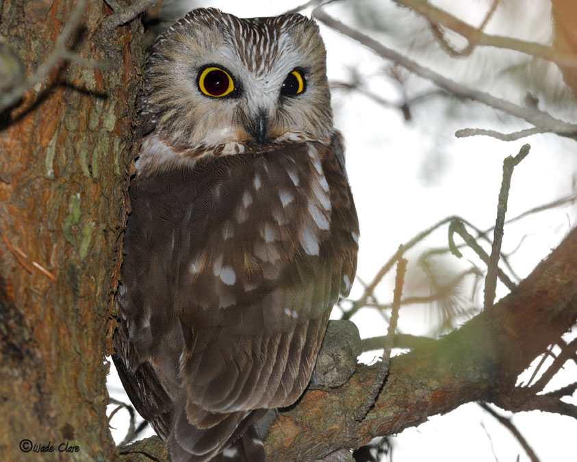 Saw-Whet Owl