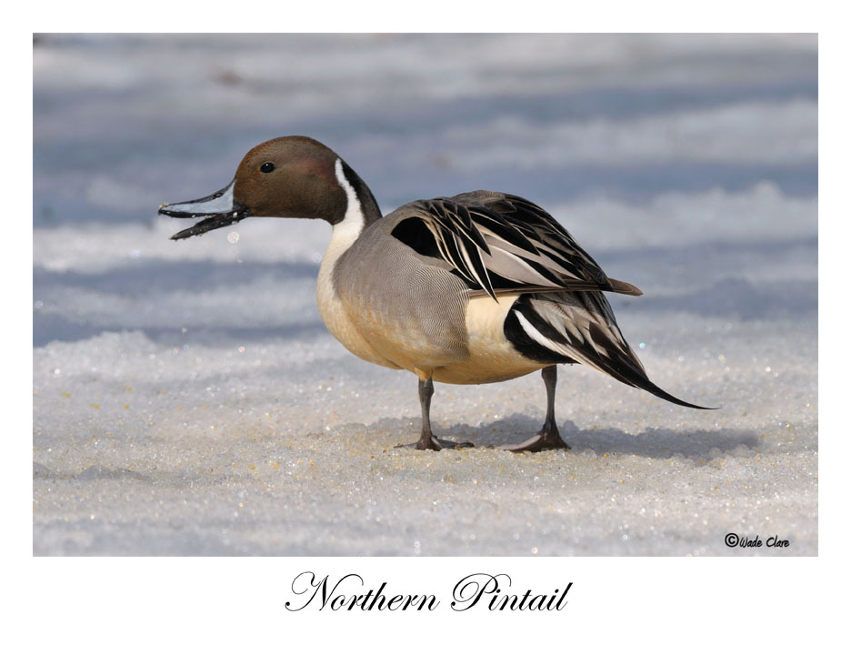 Northern Pintail