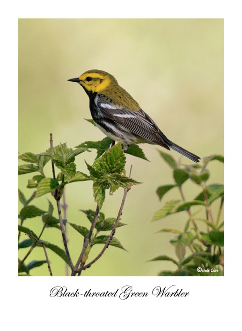 Black-throated Green Warbler