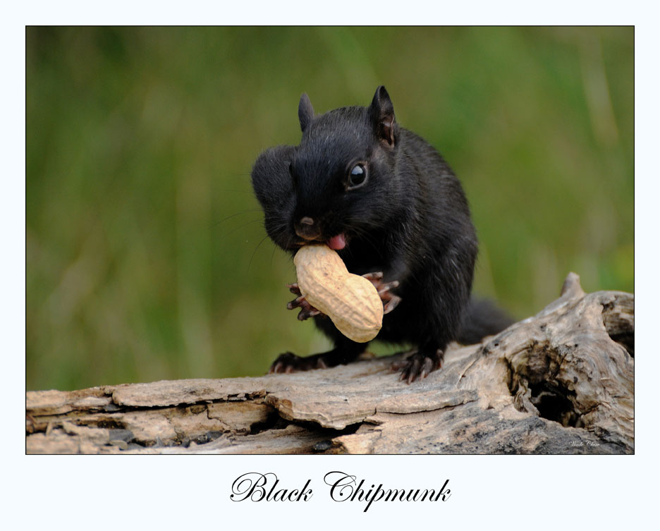 Black Chipmunk