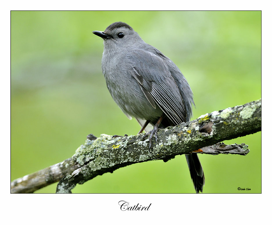 Catbird