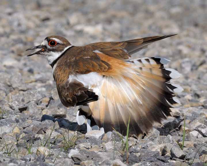 Killdeer