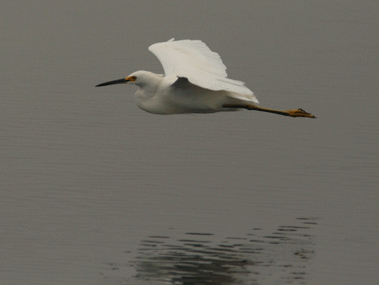 Egret Landing Animation