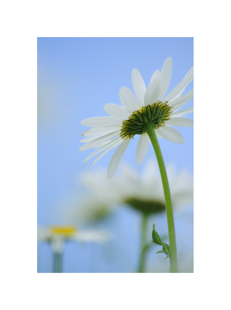 blanc