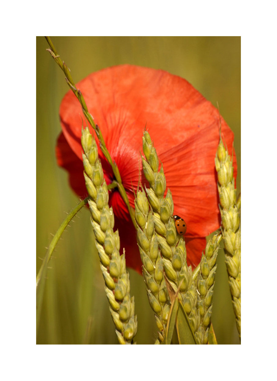 rouge