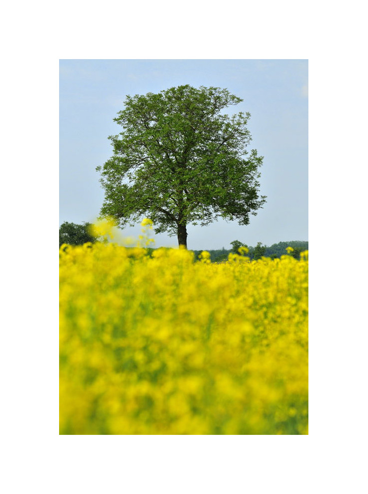 jaune