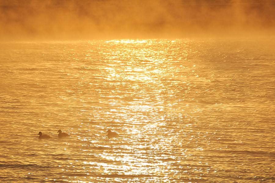 canards congels