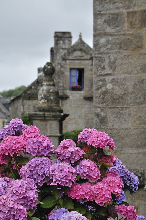 Hortensias  Locronan