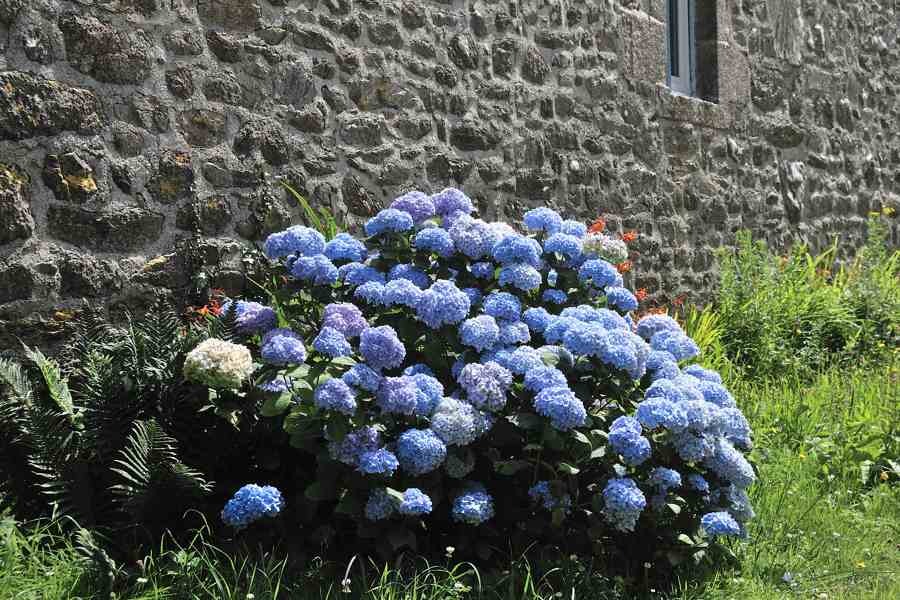 Hortensias  Locronan