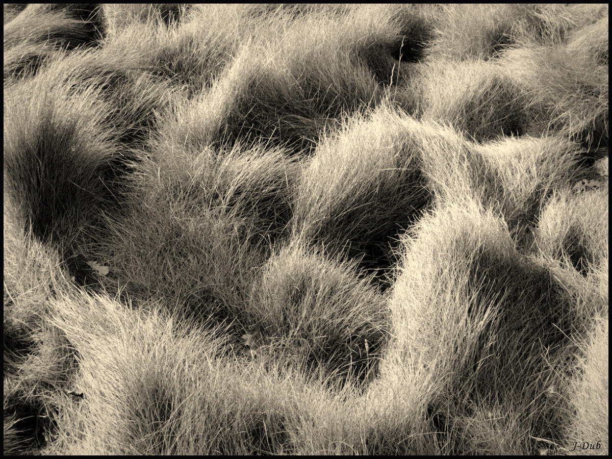 Foin/Hay