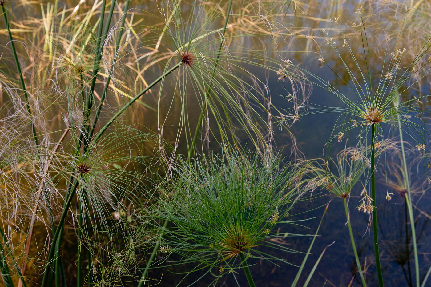 Cheveux de marcage / Marsh Hair