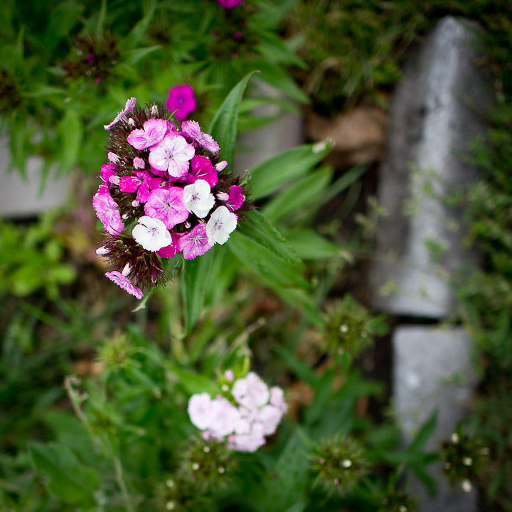 DSC02679.jpg