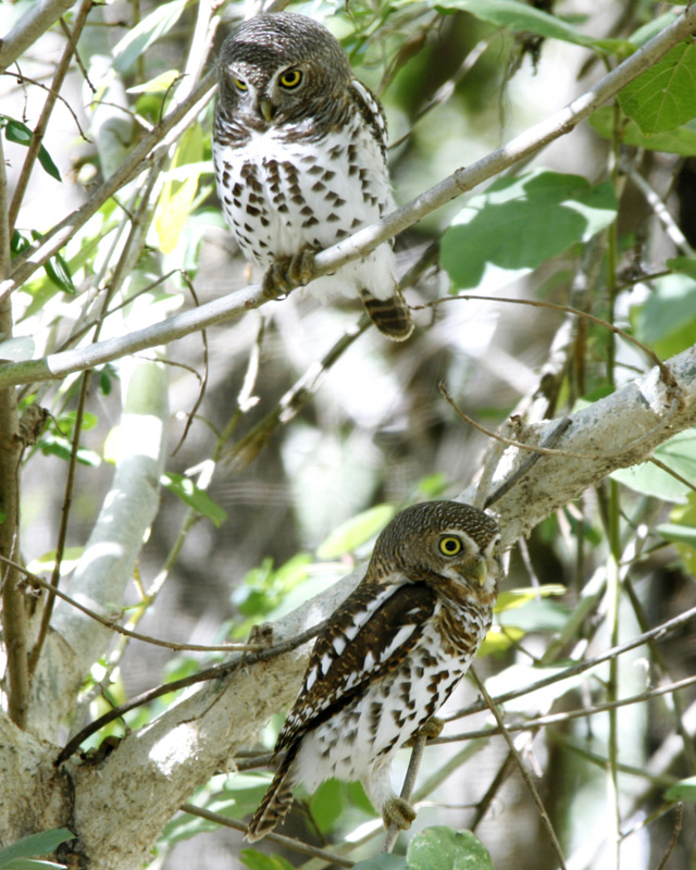 owls