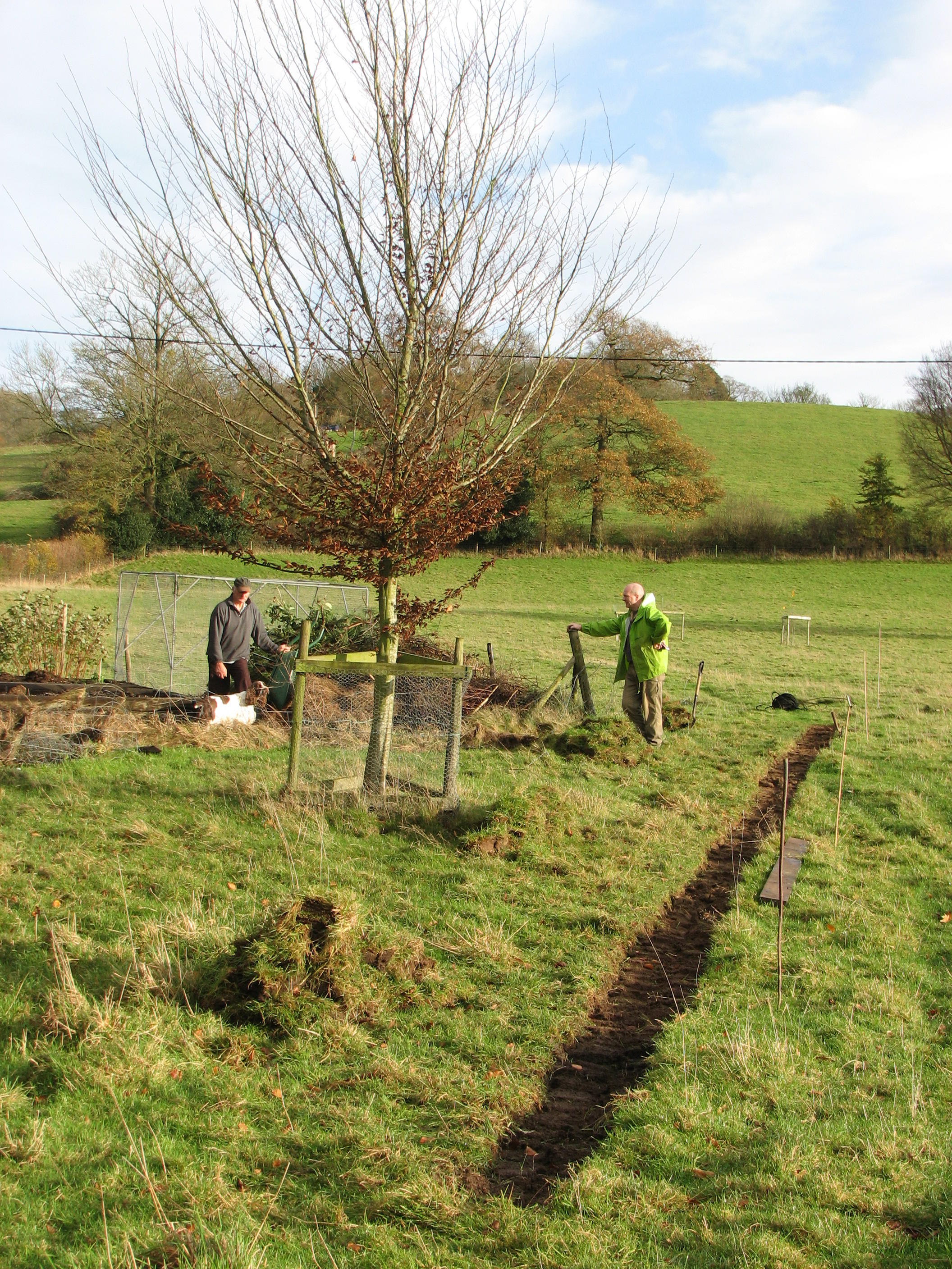 Vegetable garden extension hedge, November 2009