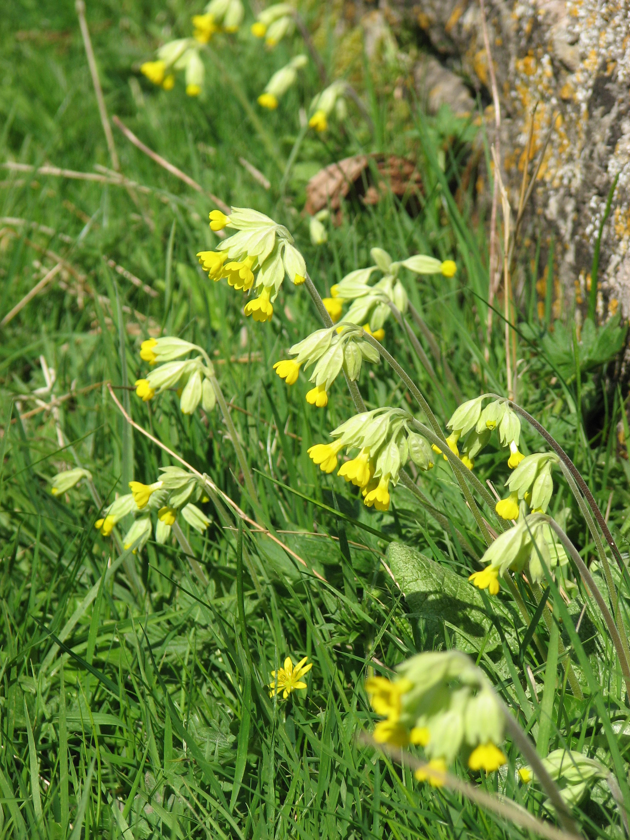Cowslips, April 2010