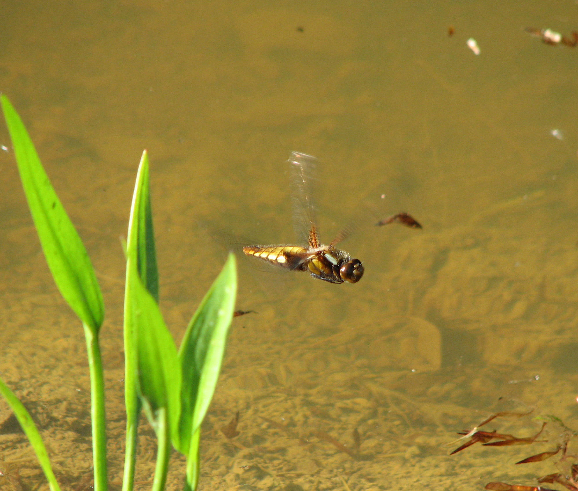 Female Broad-bodied Chaser