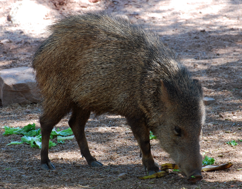 DSC_3012.jpg