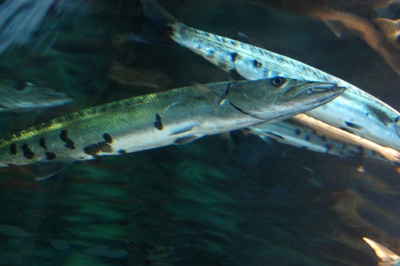 MB0314.JPG
