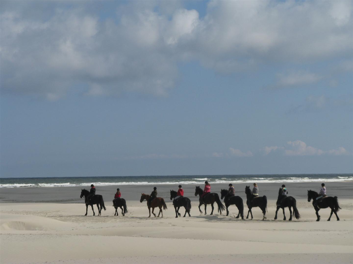Paarden op strand van Terschelling