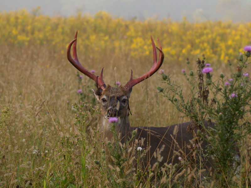 JPG CS aBuck Thistle-0267.jpg