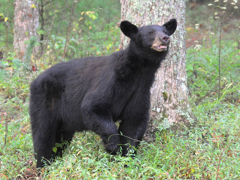 JPG CaaS LR 6Bear -0628.jpg