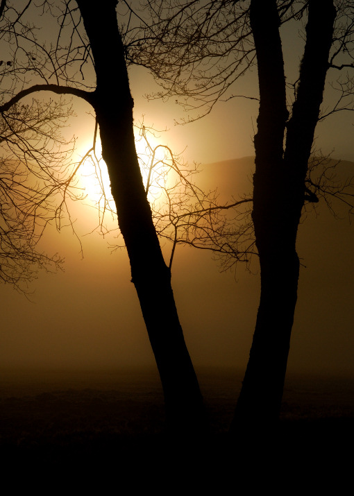 JPG CS 1a Sunrise Silhouette DSC_9770.jpg