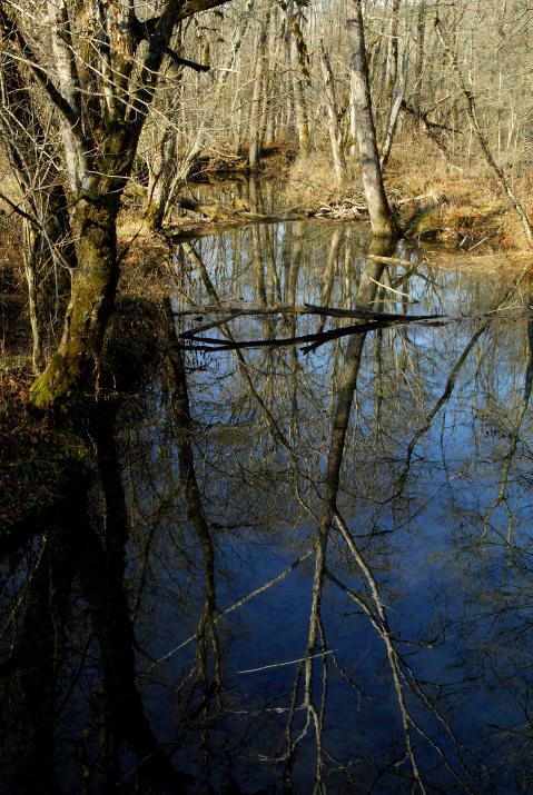 JPG CS 2Treeflections DSC_0400.jpg