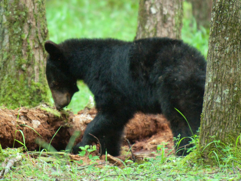 JPG CS 1a Mama Bear -6892-2.jpg