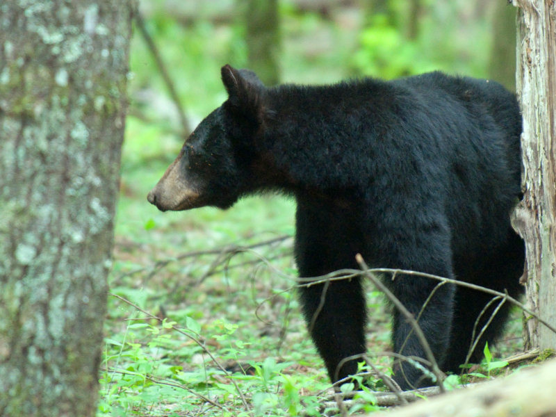 JPG CS 3 Mama Bear -6905.jpg