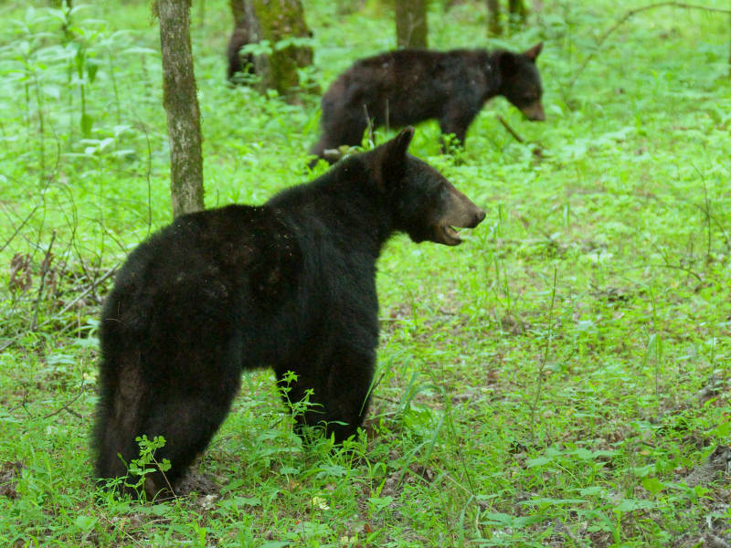 JPG CS 4a Mama Bear-6936.jpg