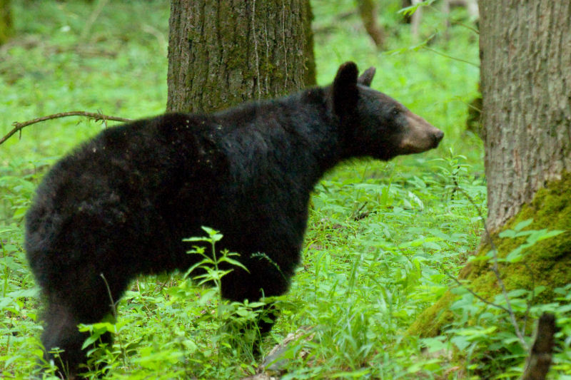 JPG CS 7 Mama Bear-6944.jpg