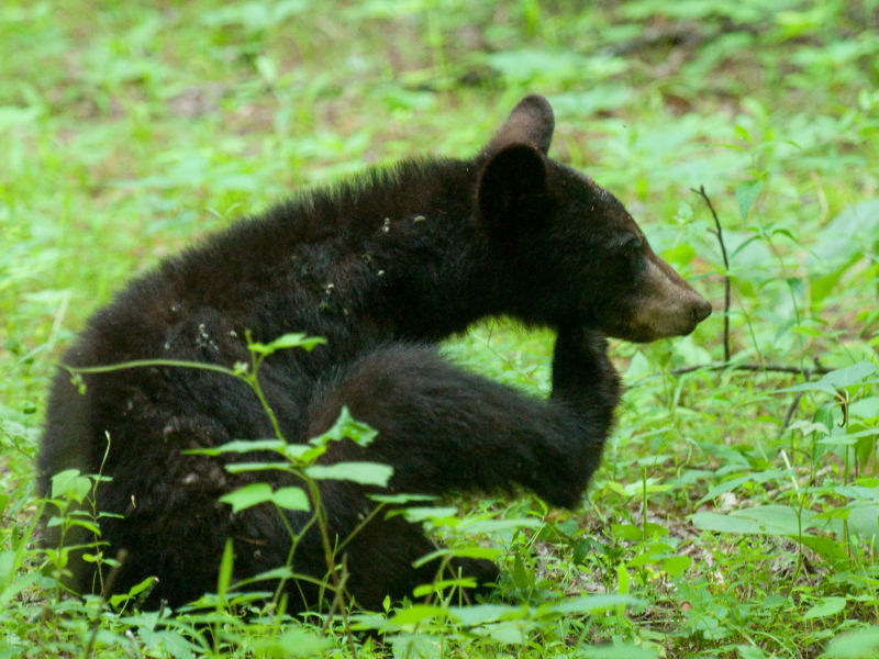 JPG CS 3a Cub Itch-6963.jpg