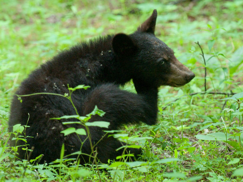 JPG CS 2cc Cub Itch-6961.jpg