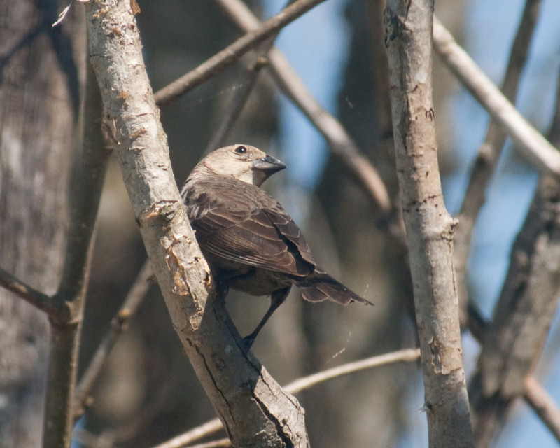 JPG CS Cowbird -3484.jpg