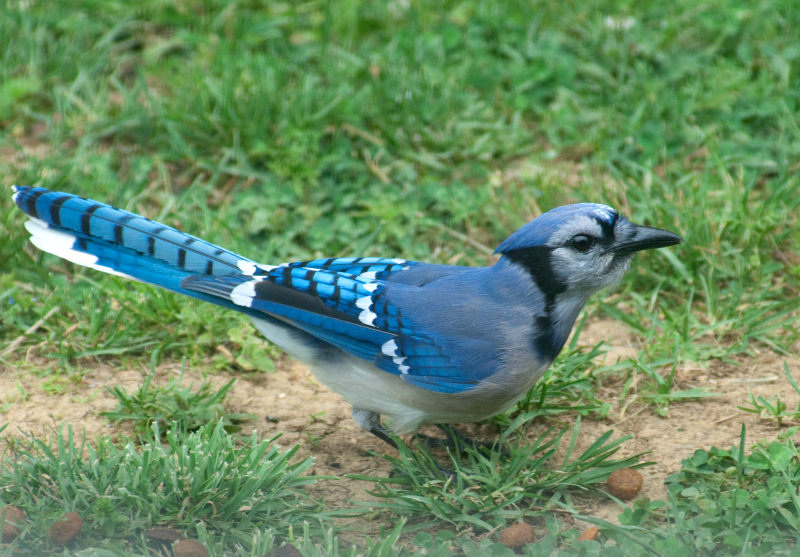 JPG CS 1 Jay -3586.jpg