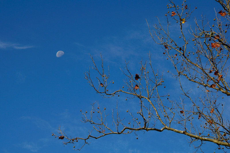 Moonlight