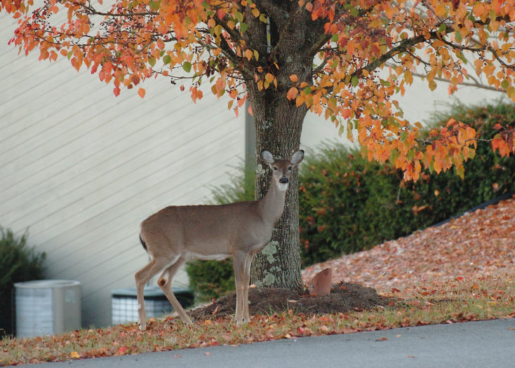 JPG CS 1Doe DSC_9384.jpg