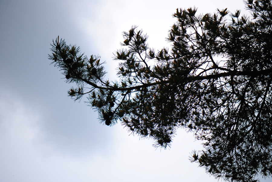DSC_0110-900.jpg