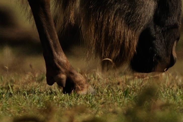 D3X_1921-crop.jpg