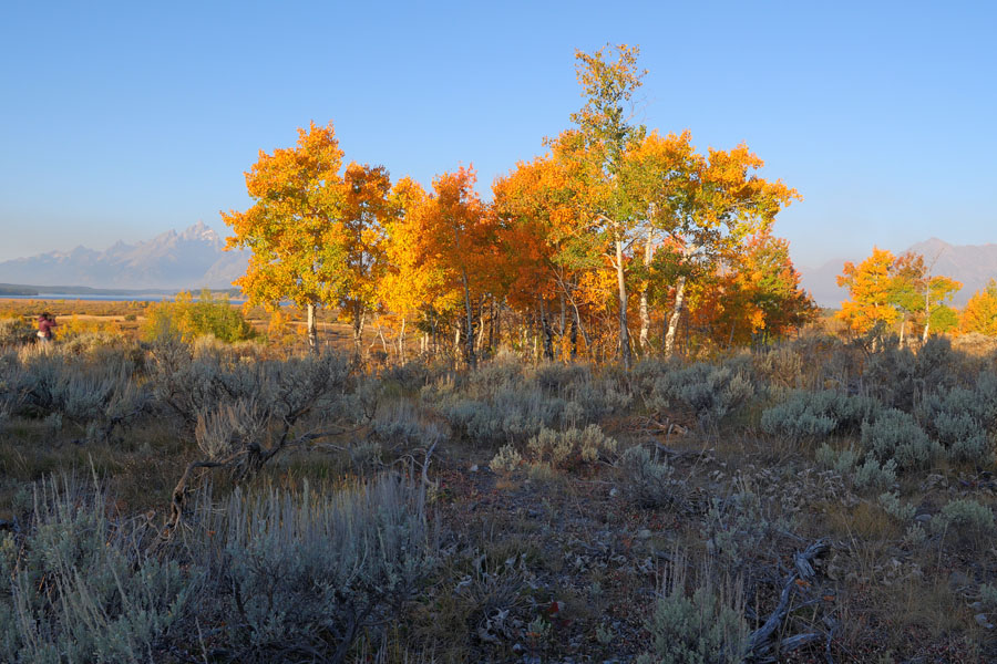 Fall Foliage