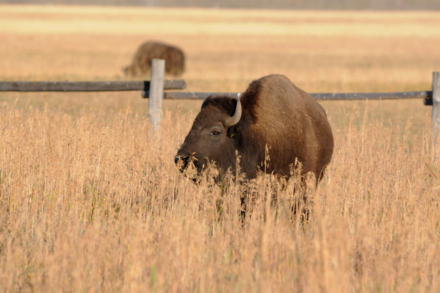 Bison