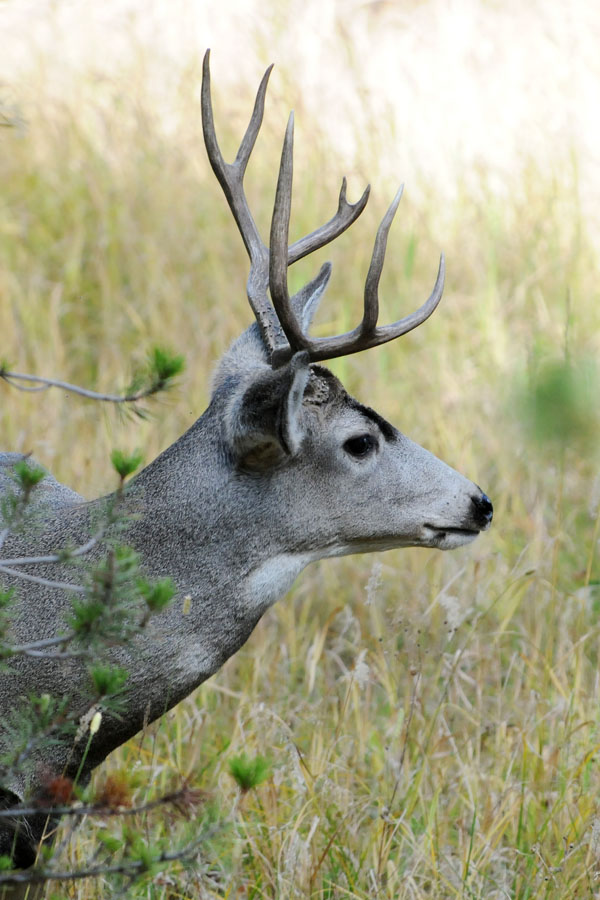Mule Deer