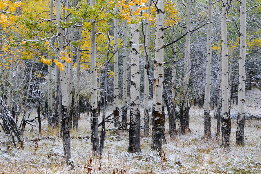 Aspen Trees