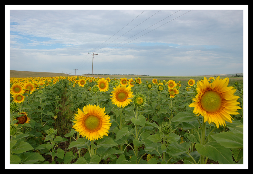 Sunflowers Highways and Telephone Poles
